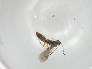  ( - CBG-A06377-A12)  @11 [ ] CreativeCommons - Attribution (2023) Centre for Biodiversity Genomics Centre for Biodiversity Genomics