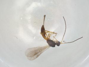  ( - CBG-A06377-B11)  @11 [ ] CreativeCommons - Attribution (2023) Centre for Biodiversity Genomics Centre for Biodiversity Genomics