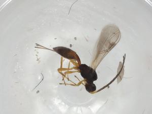  ( - CBG-A06377-E04)  @11 [ ] CreativeCommons - Attribution (2023) Centre for Biodiversity Genomics Centre for Biodiversity Genomics