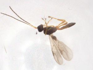  ( - CBG-A06787-D02)  @11 [ ] CreativeCommons - Attribution (2023) Centre for Biodiversity Genomics Centre for Biodiversity Genomics