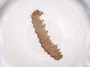  ( - CBG-A06789-G01)  @11 [ ] CreativeCommons - Attribution (2023) Centre for Biodiversity Genomics Centre for Biodiversity Genomics