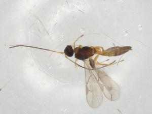  ( - CBG-A06802-D08)  @11 [ ] CreativeCommons - Attribution (2023) Centre for Biodiversity Genomics Centre for Biodiversity Genomics