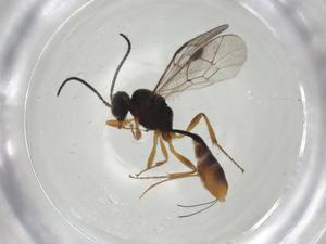  ( - CBG-A06826-H11)  @11 [ ] CreativeCommons - Attribution (2023) Centre for Biodiversity Genomics Centre for Biodiversity Genomics