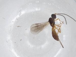  ( - CBG-A29874-G08)  @11 [ ] CreativeCommons - Attribution Share - Alike (2024) Centre for Biodiversity Genomics Centre for Biodiversity Genomics