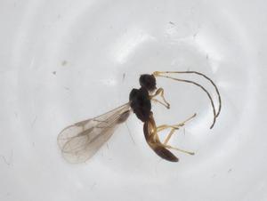  ( - CBG-A29890-F11)  @11 [ ] CreativeCommons - Attribution Share - Alike (2024) Centre for Biodiversity Genomics Centre for Biodiversity Genomics