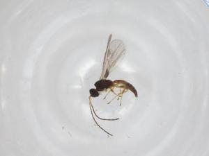  ( - CBG-A29890-G11)  @11 [ ] CreativeCommons - Attribution Share - Alike (2024) Centre for Biodiversity Genomics Centre for Biodiversity Genomics