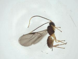  ( - CBG-A29896-D10)  @11 [ ] CreativeCommons - Attribution Share - Alike (2024) Centre for Biodiversity Genomics Centre for Biodiversity Genomics