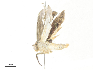  ( - CBG-A31840-C09)  @11 [ ] CreativeCommons - Attribution Share - Alike (2024) CBG Photography Group Centre for Biodiversity Genomics