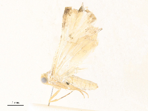  ( - CBG-A31840-H05)  @11 [ ] CreativeCommons - Attribution Share - Alike (2024) CBG Photography Group Centre for Biodiversity Genomics