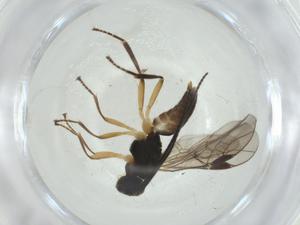  ( - CBG-A31898-B06)  @11 [ ] CreativeCommons - Attribution Share - Alike (2024) Centre for Biodiversity Genomics Centre for Biodiversity Genomics