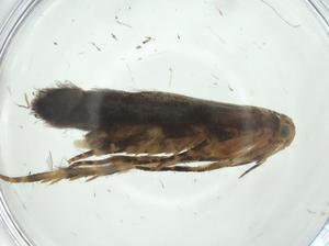  ( - CBG-A31898-H01)  @11 [ ] CreativeCommons - Attribution Share - Alike (2024) Centre for Biodiversity Genomics Centre for Biodiversity Genomics