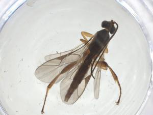  ( - CBG-A31900-F12)  @11 [ ] CreativeCommons - Attribution Share - Alike (2024) Centre for Biodiversity Genomics Centre for Biodiversity Genomics