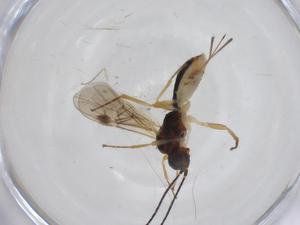  ( - CBG-A31902-E06)  @11 [ ] CreativeCommons - Attribution Share - Alike (2024) Centre for Biodiversity Genomics Centre for Biodiversity Genomics