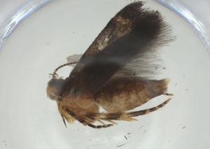  ( - CBG-A31906-B05)  @11 [ ] CreativeCommons - Attribution Share - Alike (2024) Centre for Biodiversity Genomics Centre for Biodiversity Genomics