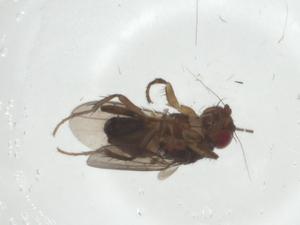  ( - CBG-A31917-D02)  @11 [ ] CreativeCommons - Attribution Share - Alike (2024) Centre for Biodiversity Genomics Centre for Biodiversity Genomics