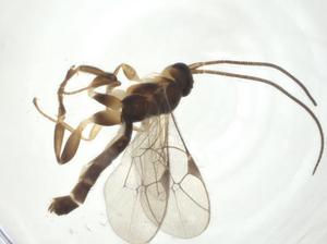  ( - CBG-A32350-H09)  @11 [ ] CreativeCommons - Attribution Share - Alike (2024) Centre for Biodiversity Genomics Centre for Biodiversity Genomics