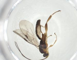  ( - CBG-A32353-G09)  @11 [ ] CreativeCommons - Attribution Share - Alike (2024) Centre for Biodiversity Genomics Centre for Biodiversity Genomics