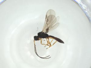  ( - CBG-A33348-D03)  @11 [ ] CreativeCommons - Attribution Share - Alike (2024) Centre for Biodiversity Genomics Centre for Biodiversity Genomics