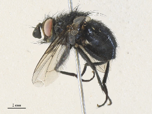  ( - CBG-A33507-G04)  @11 [ ] CreativeCommons - Attribution Share - Alike (2024) CBG Photography Group Centre for Biodiversity Genomics