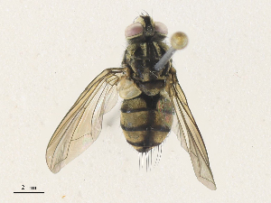  ( - CBG-A33507-G05)  @11 [ ] CreativeCommons - Attribution Share - Alike (2024) CBG Photography Group Centre for Biodiversity Genomics