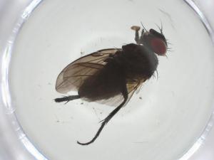  (Chaetostigmoptera Malaise4450 - CBG-A33871-F07)  @11 [ ] CreativeCommons - Attribution Share - Alike (2024) Centre for Biodiversity Genomics Centre for Biodiversity Genomics