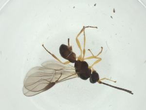  (opiMalaise01 Malaise8242 - CBG-A33881-A01)  @11 [ ] CreativeCommons - Attribution Share - Alike (2024) Centre for Biodiversity Genomics Centre for Biodiversity Genomics