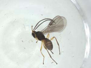  ( - CBG-A33893-B07)  @11 [ ] CreativeCommons - Attribution Share - Alike (2024) Centre for Biodiversity Genomics Centre for Biodiversity Genomics