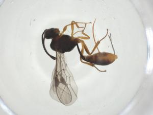  ( - CBG-A33903-B05)  @11 [ ] CreativeCommons - Attribution Share - Alike (2024) Centre for Biodiversity Genomics Centre for Biodiversity Genomics