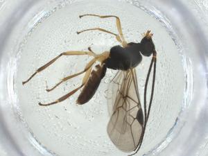  ( - CBG-A33906-G02)  @11 [ ] CreativeCommons - Attribution Share - Alike (2024) Centre for Biodiversity Genomics Centre for Biodiversity Genomics