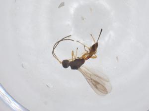  ( - CBG-A34364-C11)  @11 [ ] CreativeCommons - Attribution Share - Alike (2024) Centre for Biodiversity Genomics Centre for Biodiversity Genomics