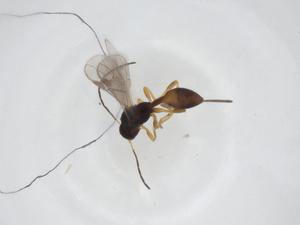  ( - CBG-A34366-A09)  @11 [ ] CreativeCommons - Attribution Share - Alike (2024) Centre for Biodiversity Genomics Centre for Biodiversity Genomics