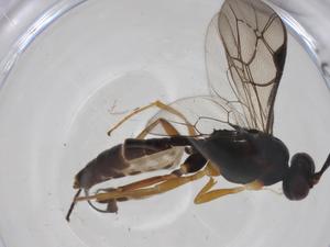  ( - CBG-A34369-F05)  @11 [ ] CreativeCommons - Attribution Share - Alike (2024) Centre for Biodiversity Genomics Centre for Biodiversity Genomics