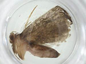  ( - CBG-A34371-A01)  @11 [ ] CreativeCommons - Attribution Share - Alike (2024) Centre for Biodiversity Genomics Centre for Biodiversity Genomics