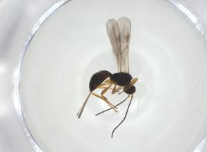  ( - CBG-A34375-C08)  @11 [ ] CreativeCommons - Attribution Share - Alike (2024) Centre for Biodiversity Genomics Centre for Biodiversity Genomics