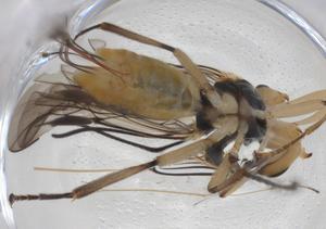  ( - CBG-A34379-F05)  @11 [ ] CreativeCommons - Attribution Share - Alike (2024) Centre for Biodiversity Genomics Centre for Biodiversity Genomics