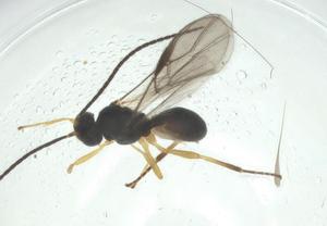  (opiMalaise01 Malaise4208 - CBG-A34390-D01)  @11 [ ] CreativeCommons - Attribution Share - Alike (2024) Centre for Biodiversity Genomics Centre for Biodiversity Genomics