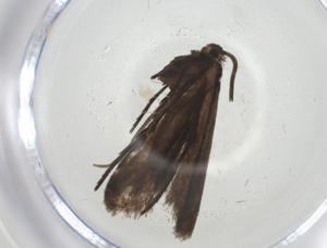  (unclassified Nymphalidae - CBG-A34392-G07)  @11 [ ] CreativeCommons - Attribution Share - Alike (2024) Centre for Biodiversity Genomics Centre for Biodiversity Genomics