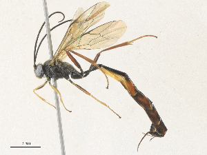  (Diadegma SL-04 - CBG-A36737-B06)  @11 [ ] CreativeCommons - Attribution Share - Alike (2024) CBG Photography Group Centre for Biodiversity Genomics
