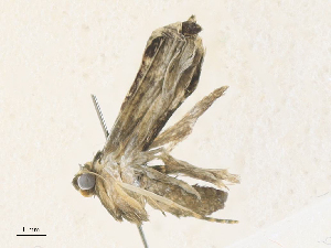  ( - CBG-A36753-A02)  @11 [ ] CreativeCommons - Attribution Share - Alike (2024) CBG Photography Group Centre for Biodiversity Genomics