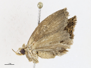  ( - CBG-A07039-D03)  @11 [ ] CreativeCommons - Attribution Share - Alike (2023) CBG Photography Group Centre for Biodiversity Genomics