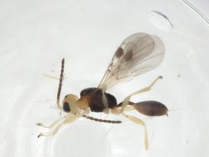  ( - CBG-A11396-A06)  @11 [ ] CreativeCommons - Attribution Share - Alike (2023) Centre for Biodiversity Genomics Centre for Biodiversity Genomics