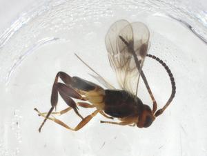  (Adelius Malaise1024 - CBG-A11411-C02)  @11 [ ] CreativeCommons - Attribution Share - Alike (2023) Centre for Biodiversity Genomics Centre for Biodiversity Genomics