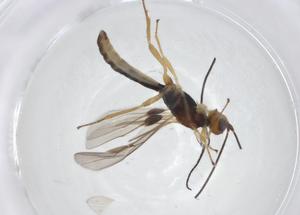  (Heterospilus Malaise5210 - CBG-A11717-A05)  @11 [ ] CreativeCommons - Attribution Share - Alike (2023) Centre for Biodiversity Genomics Centre for Biodiversity Genomics