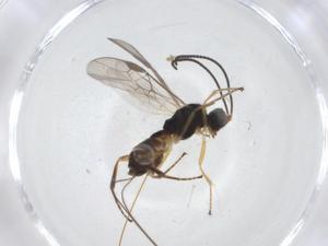  ( - CBG-A11717-G05)  @11 [ ] CreativeCommons - Attribution Share - Alike (2023) Centre for Biodiversity Genomics Centre for Biodiversity Genomics