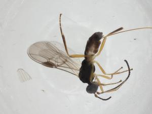  ( - CBG-A11719-A09)  @11 [ ] CreativeCommons - Attribution Share - Alike (2023) Centre for Biodiversity Genomics Centre for Biodiversity Genomics