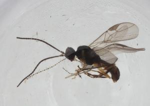  ( - CBG-A11719-E02)  @11 [ ] CreativeCommons - Attribution Share - Alike (2023) Centre for Biodiversity Genomics Centre for Biodiversity Genomics