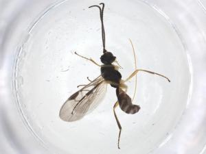  ( - CBG-A11720-H04)  @11 [ ] CreativeCommons - Attribution Share - Alike (2023) Centre for Biodiversity Genomics Centre for Biodiversity Genomics