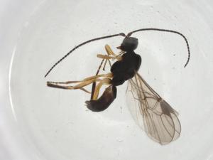  ( - CBG-A11721-C03)  @11 [ ] CreativeCommons - Attribution Share - Alike (2023) Centre for Biodiversity Genomics Centre for Biodiversity Genomics