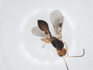  ( - CBG-A11733-C07)  @11 [ ] CreativeCommons - Attribution Share - Alike (2023) Centre for Biodiversity Genomics Centre for Biodiversity Genomics