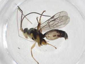  ( - CBG-A11737-G07)  @11 [ ] CreativeCommons - Attribution Share - Alike (2023) Centre for Biodiversity Genomics Centre for Biodiversity Genomics